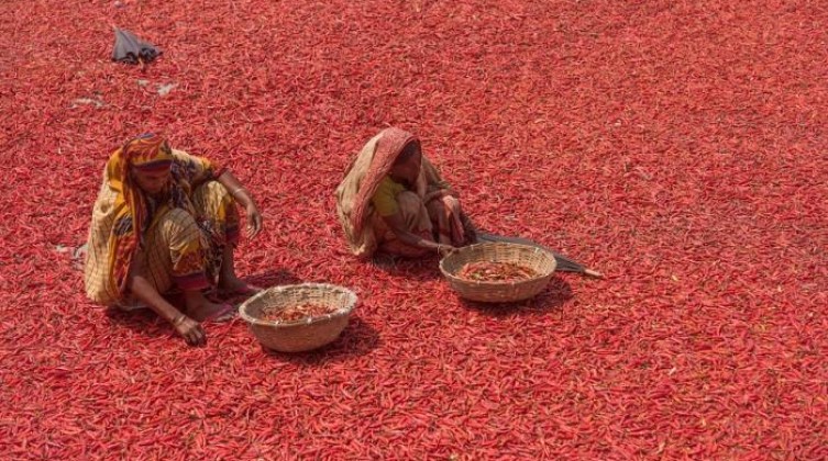 78-004452-bangladesh-chili-pepper_700x400