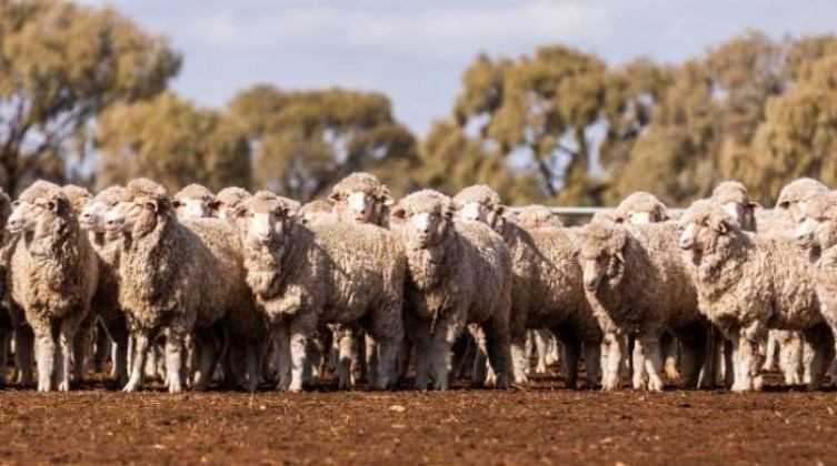 78-172538-drought-threatens-sheep-australia_700x400