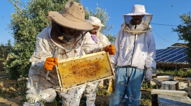 62-184942-gaza-honey-production-decline_700x400