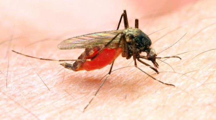 malaria-is-passed-on-by-the-anopheles-mosquito