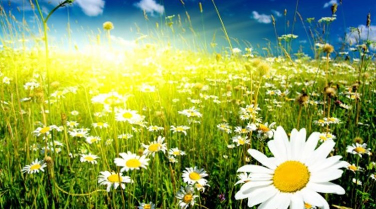 sunny-day