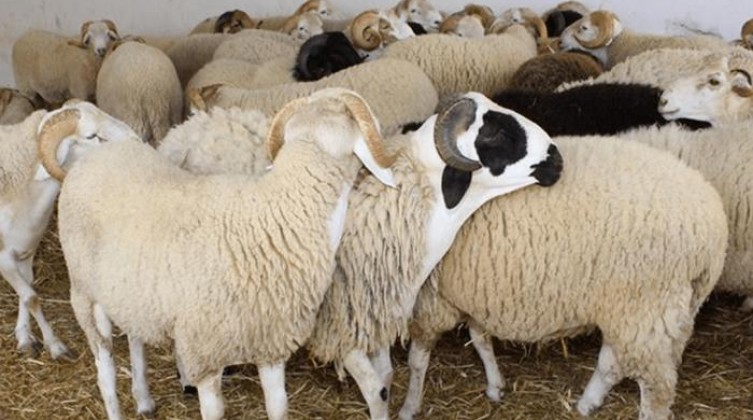 176-143913-eid-aladha-sacrifice-species-age_700x400