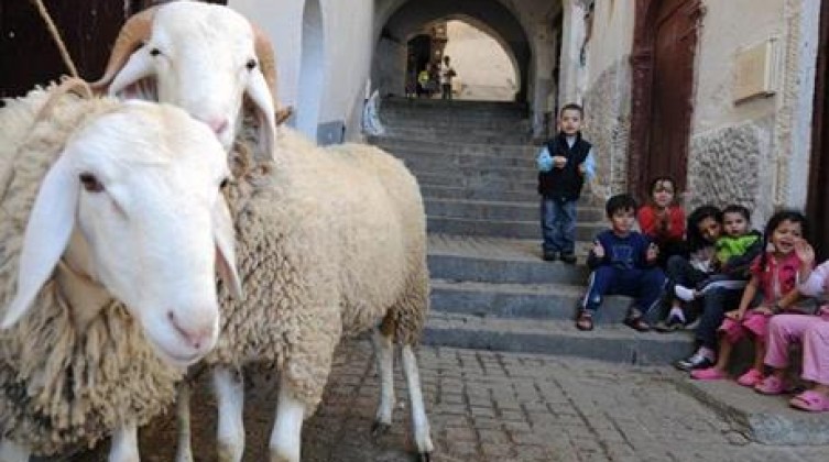 720216185735887477453