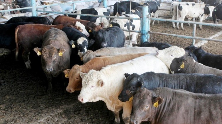 image_2021-07-19_151527