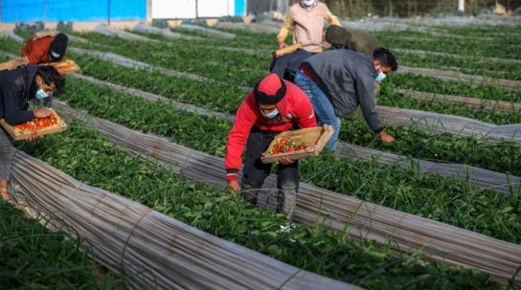 أدهم البسيوني "تدخلات الوزارة محدودة جداً بشأن التصدير"