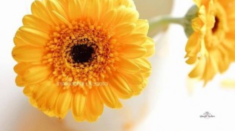 صور-صباح-الخير-فخمة-10