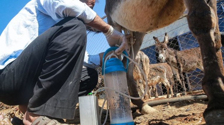 127-120301-donkey-milk-soap-jordan_700x400