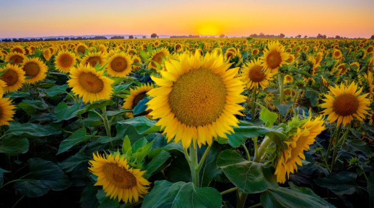 Sunflower Field at Sunset