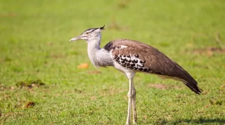 bustard-bird-730x438-1634133538.jpg