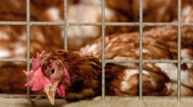 _115238072_a1564823-2074-486b-9d1d-5db6dfd67482