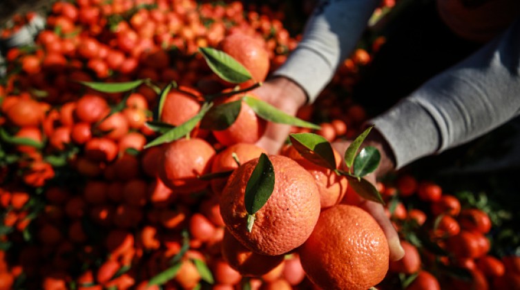Clementine harvest in Gaza