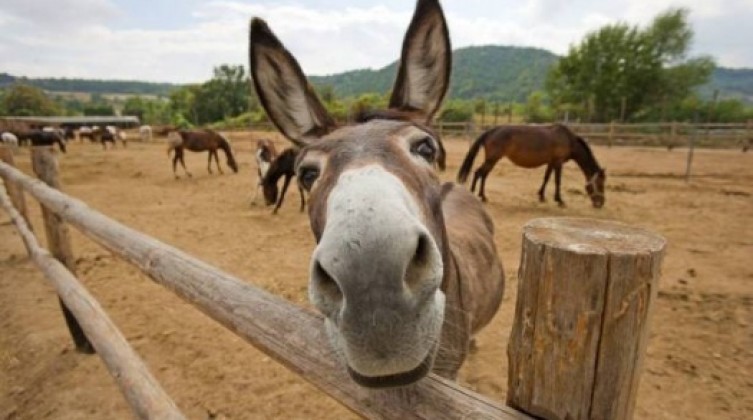 donkey_751001_large