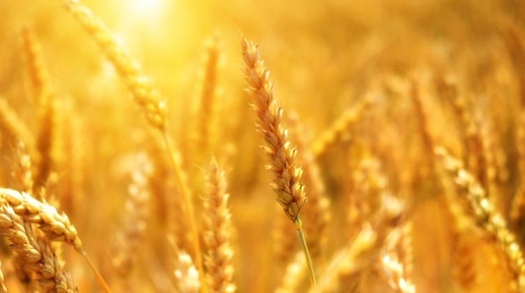 ea30b1092ff1093ecd0b470de7444e90fe76e7d11fb9164497f8c3_1280_wheat