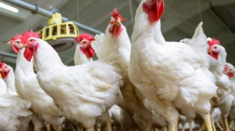 مباحث التموين تحرر 12 محضر ضبط لتجار خالفوا تسعيرة الدواجن