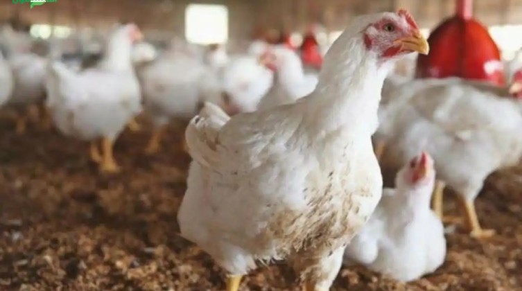 دجاج موقع المتقدمون