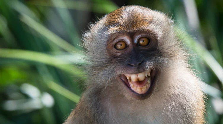 macaca_fascicularis_in_tarutao_national_marine_park-1170x600