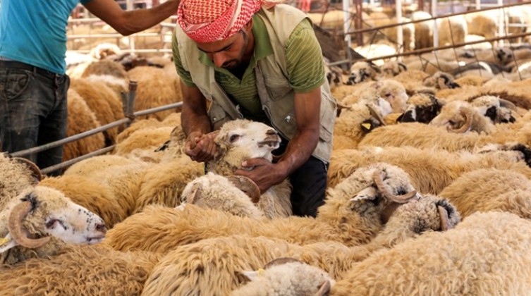 خروف الأضاحي