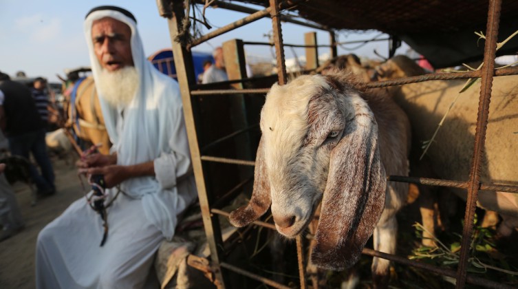 A live-stock market in the center of the Gaza Strip
