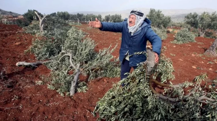 مستوطنون يقتلعون عشرات أشجار الزيتون جنوب طوباس