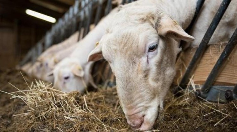 ماهي شروط الأضحية؟