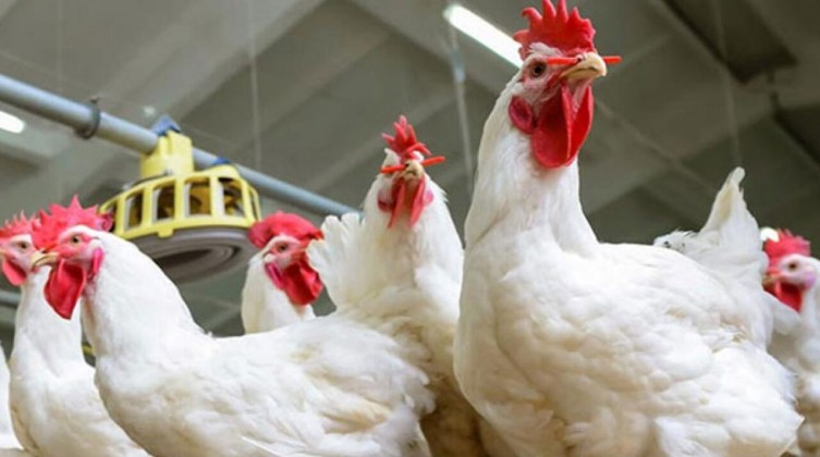 بالفيديو: نقابة الدواجن "لليوم الاخباري": طالبنا من الحكومة تضبط أسعار الأعلاف