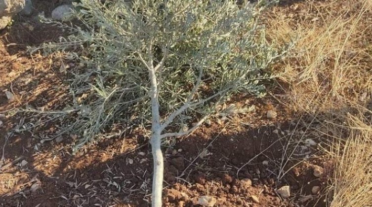 مستوطنون يقطعون 60 شجرة زيتون غرب سلفيت
