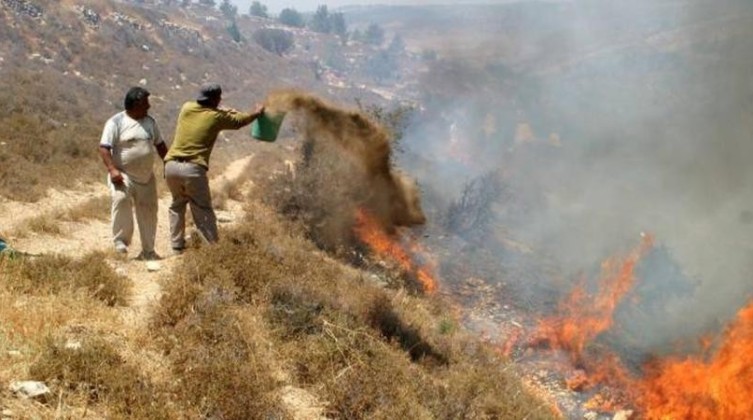 إصابات وإحراق أشجار في هجوم نفذه المستوطنين غرب الخليل