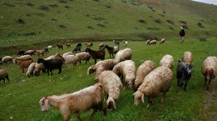 مستوطنون يرعون أغنامهم وسط مساكن المواطنين غرب أريحا