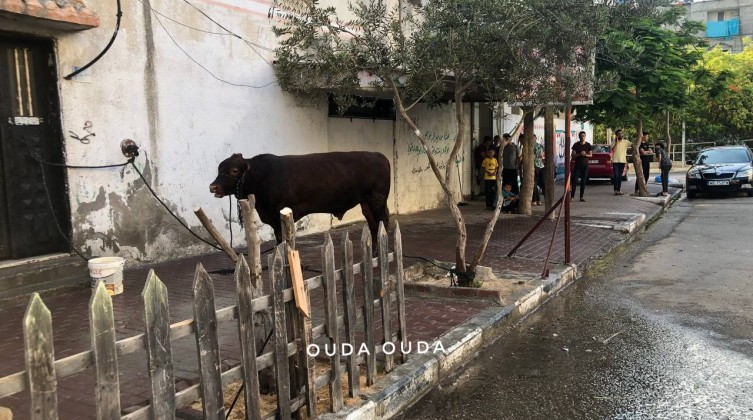 صورة: مصرع مواطن بضربة عجل جنوب قطاع غزة
