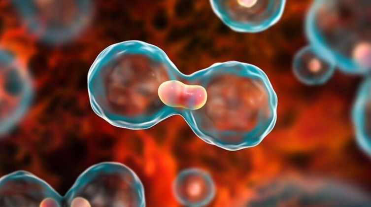 فاكهة تقلل من نمو الخلايا السرطانية بنسبة 60%فما هي ؟!