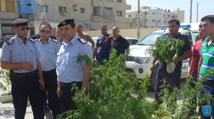 الخليل: ضبط كمية من الحشيش والماريجوانا