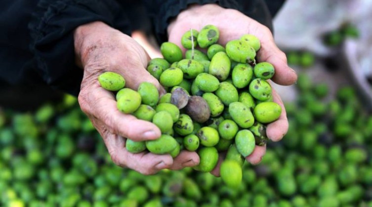 الزراعة بغزة: وفرة كبيرة بموسم الزيتون هذا العام