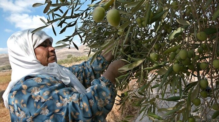 الزراعة بغزة تنفى فرض رسوم جديدة على المنتجات المحلية