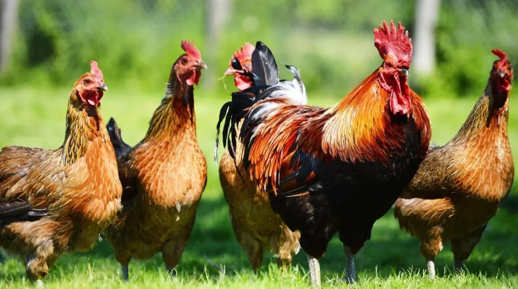 هولندا تعدم آلاف الدجاج وهذا هو السبب !