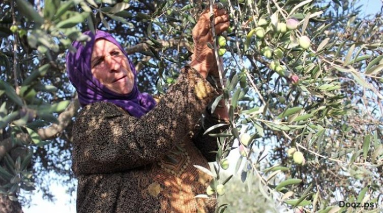 الزراعة تكشف عن موعد بدء موسم قطف الزيتون في فلسطين