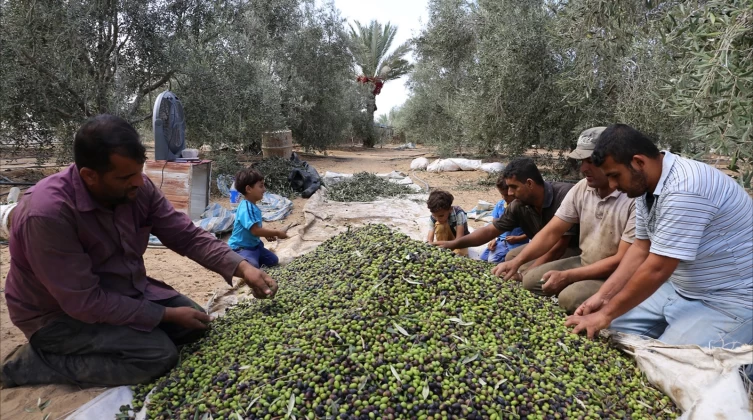 "الزراعة في غزة" تتحدث عن موسم قطف ثمار الزيتون والأسعار لهذا العام