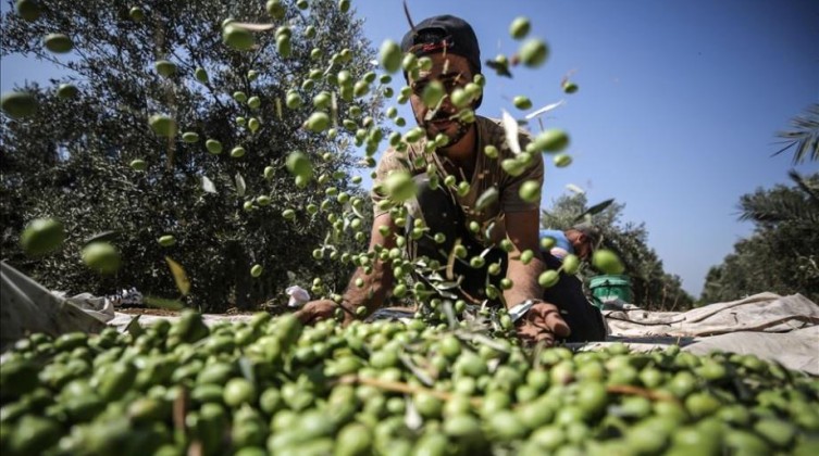راصد جوي: يوجه رسالة إلى المواطنين بشأن "شتوة الزيتون"