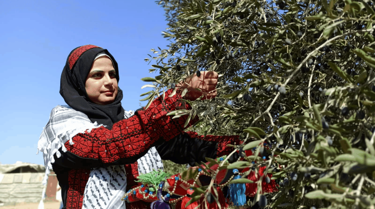 "الزراعة" تؤكد على ضرورة الالتزام بالموعد المحدد لقطف ثمار الزيتون