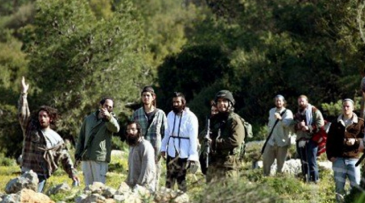 مستوطنون يسرقون ثمار الزيتون من اراض المزارعين في نابلس