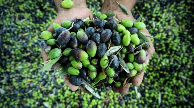 الزراعة بغزة تتحدث حول إنتاج الزيتون هذا العام