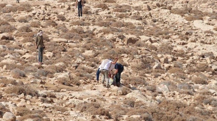 "بيت لحم": مستوطنون يطعنون متضامنة أجنبية ويعتدون على أخرى في كيسان