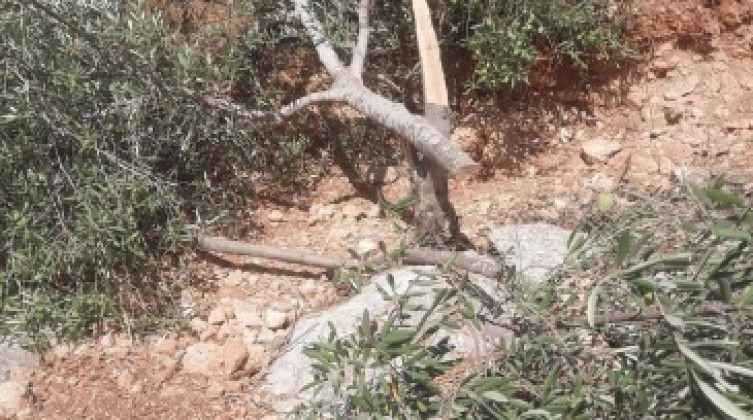 مستوطنون يسرقون ثمار زيتون ومعدات زراعية غرب سلفيت