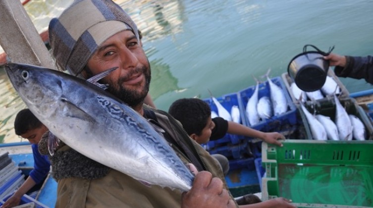 اصطياد كميات كبيرة من أسماك البلاميدا في بحر غزة