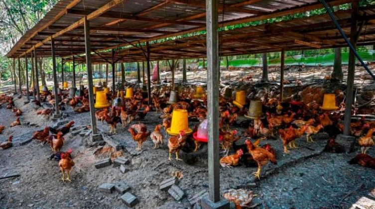 إعدام 29 ألف دجاجة في هولندا بعد اكتشاف سلالة شديدة  العدوى من إنفلونزا الطيور