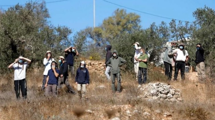 مستوطنون يقطعون أشجار زيتون ويسرقون ثمارها في نابلس