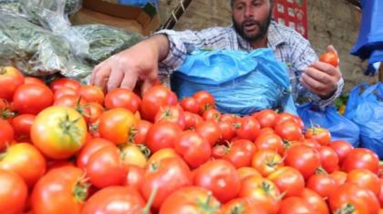 الزراعة بغزة توضح أسباب ارتفاع سعر "البندورة" في الأسواق