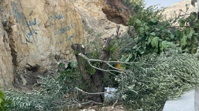 "سلفيت": الاحتلال يقتلع 2000 شجرة زيتون ويجرّف 150 دونما