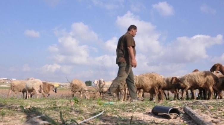 الاحتلال يستهدف رعاة الأغنام شرق مخيم البريج