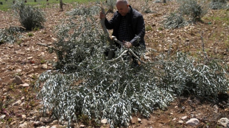 مستوطنون يقطعون 120 شجرة زيتون شرق رام الله