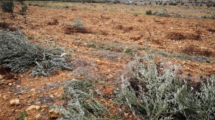 الاحتلال يقتلع عشرات أشتال الزيتون ويهدم غرفة زراعية غرب بيت لحم